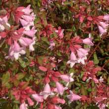 Load image into Gallery viewer, Abelia Edward Goucher Shrubs
