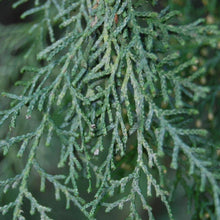 Load image into Gallery viewer, Italian Cypress Trees

