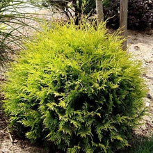 Load image into Gallery viewer, Golden Globe Arborvitae Shrubs
