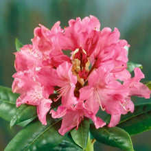 Load image into Gallery viewer, Holden Rhododendron Shrubs
