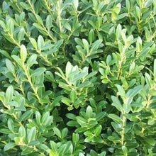 Load image into Gallery viewer, Hoogendorn Holly Shrubs
