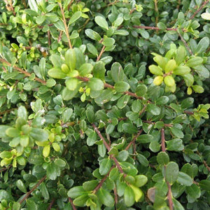 Hoogendorn Holly Shrubs