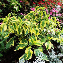 Load image into Gallery viewer, Lemon Wave Hydrangea Shrubs
