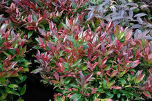 Load image into Gallery viewer, Leucothoe Scarletta Shrubs
