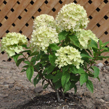 Load image into Gallery viewer, Little Lime Hydrangea Shrubs
