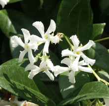 Load image into Gallery viewer, Madison Star Jasmine
