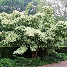 Load image into Gallery viewer, Milky Way Kousa Dogwood Trees
