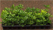 Load image into Gallery viewer, Pachysandra for Sale
