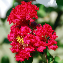 Load image into Gallery viewer, Red Crape Myrtle Trees
