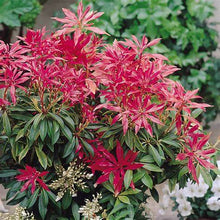 Load image into Gallery viewer, Pieris Forest Flame Shrubs
