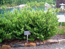 Load image into Gallery viewer, Soft Touch Holly Shrubs
