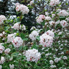 Load image into Gallery viewer, Korean Spice Viburnum Shrubs
