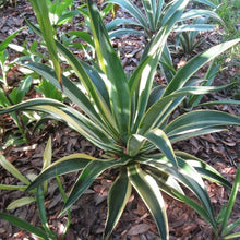 Load image into Gallery viewer, Dracaena White Bird Plants
